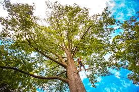 Trusted Atlantic Beach, FL Tree Services Experts